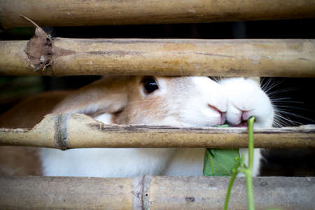 Rabbits eating in a cageの写真素材