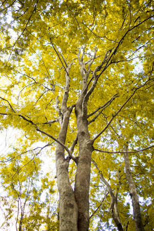 Look up under the treeの写真素材