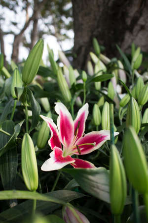 Flowers in the gardenの写真素材