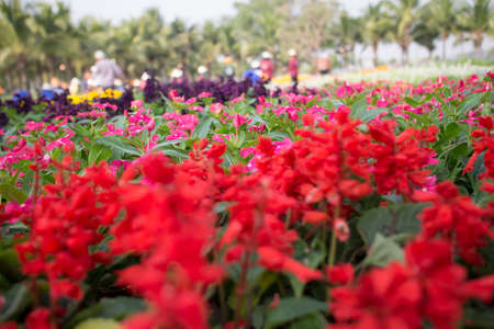 Flowers in the gardenの写真素材