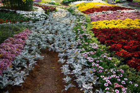 Flowers in the gardenの写真素材