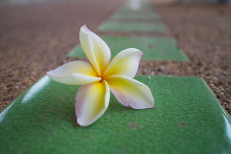 Frangipani flowersの写真素材