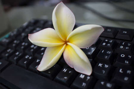 Frangipani flowers