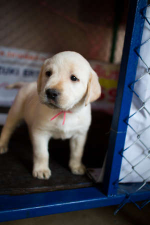 Labrador retriever puppy in a cage.の写真素材