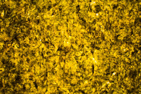 Colorful algaeの写真素材