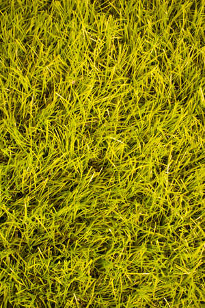 Artificial turfの写真素材