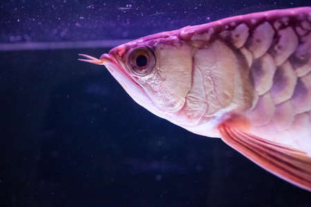 arowanaの写真素材