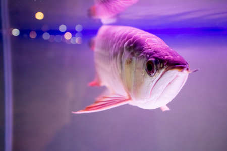 arowanaの写真素材