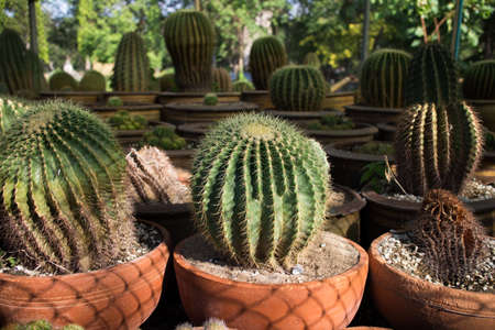 Cactus plants growの写真素材