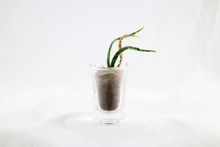 Withered tree in a glassの写真素材