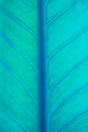 leavesの写真素材