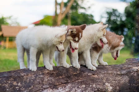 Siberian puppiesの写真素材