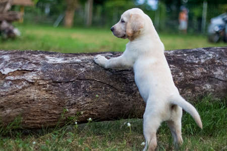 Labrador puppiesの写真素材