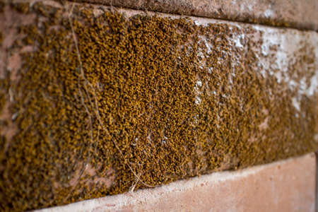 Moss Island brickの写真素材