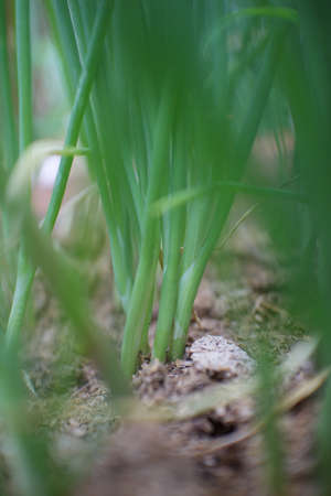 onionの写真素材