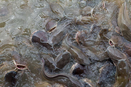 A group of fish 
