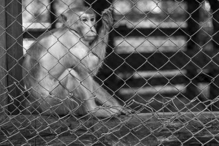 Monkey cageの写真素材