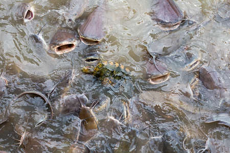 Eat fish swarm