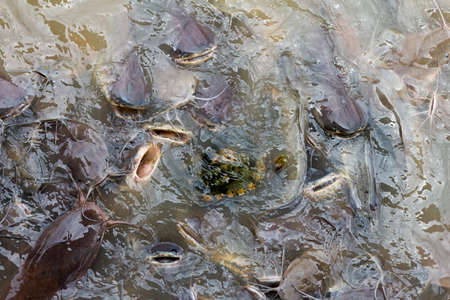 Turtle poaching fish feedingの写真素材