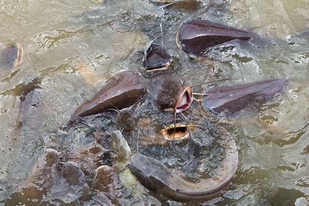 Eat fish swarmの写真素材