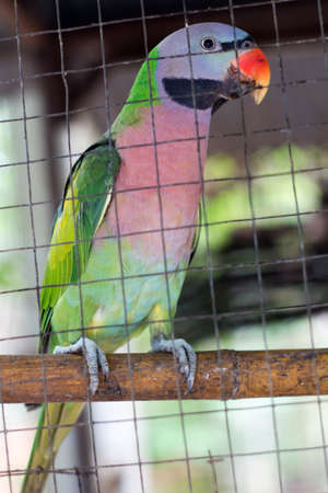Parrot Cage