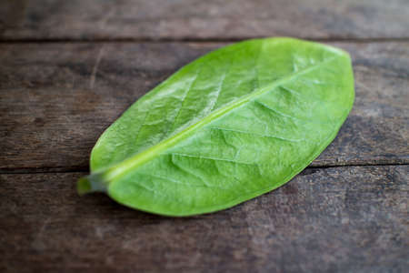 Leaves on the tableの写真素材