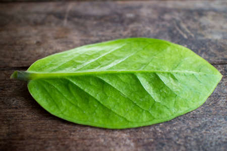 Leaves on the table