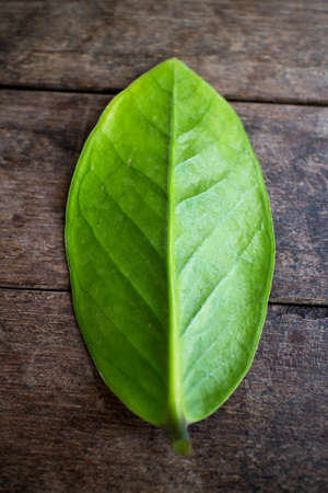 Leaves on the tableの写真素材