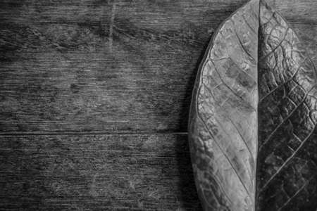 Leaves on the tableの写真素材