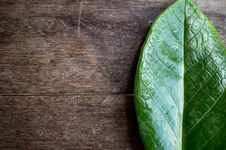 Leaves on the tableの写真素材