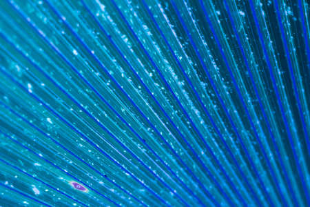 leaf colorsの写真素材