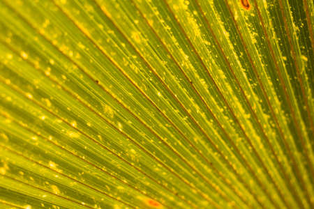 leaf colors