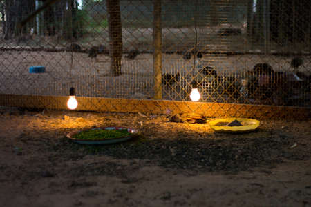 Chicks bulbsの写真素材