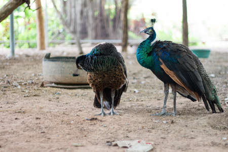 peacockの写真素材