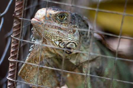 Iguana in a cageの写真素材