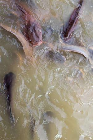 Fish feeding
