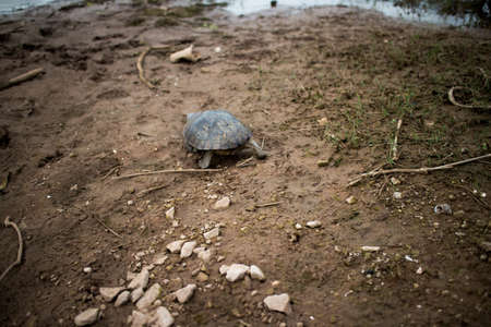 Thailand Turtle Island