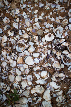 Broken shells
