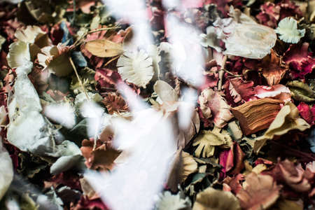 leaf colors