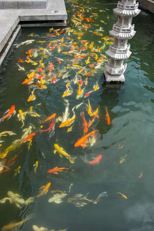 Koiの写真素材