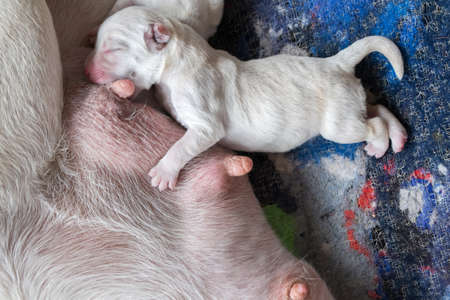 Labrador puppyの写真素材