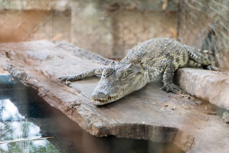Crocodile in the farmの写真素材