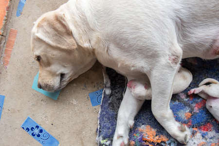 Labrador puppyの写真素材
