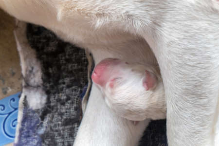 Labrador puppyの写真素材