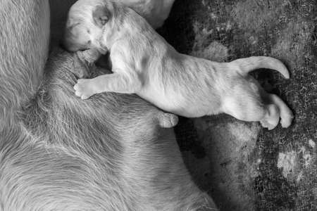 Labrador puppyの写真素材