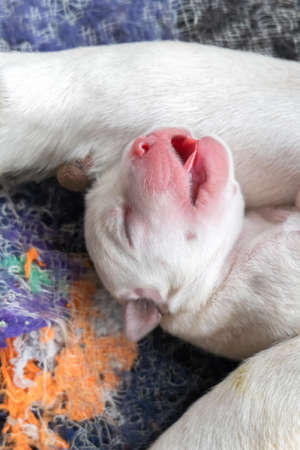 Labrador puppy