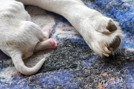 Labrador puppy
