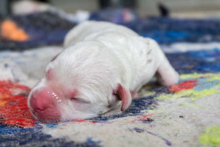 Labrador puppyの写真素材