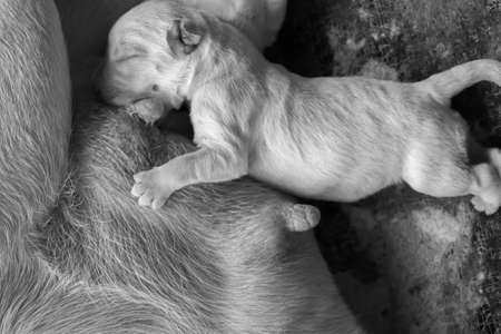 Labrador puppyの写真素材