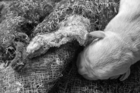 Labrador puppyの写真素材